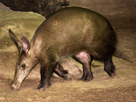 Смотреть фото Трубкозуб: насекомоядное копытное Фото Трубкозуб: насекомоядное копытное