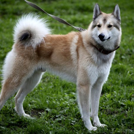 Западно-сибирская лайка