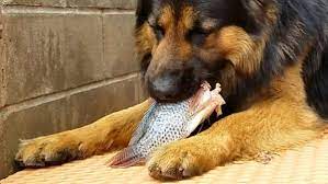 Какую рыбу можно собакам?