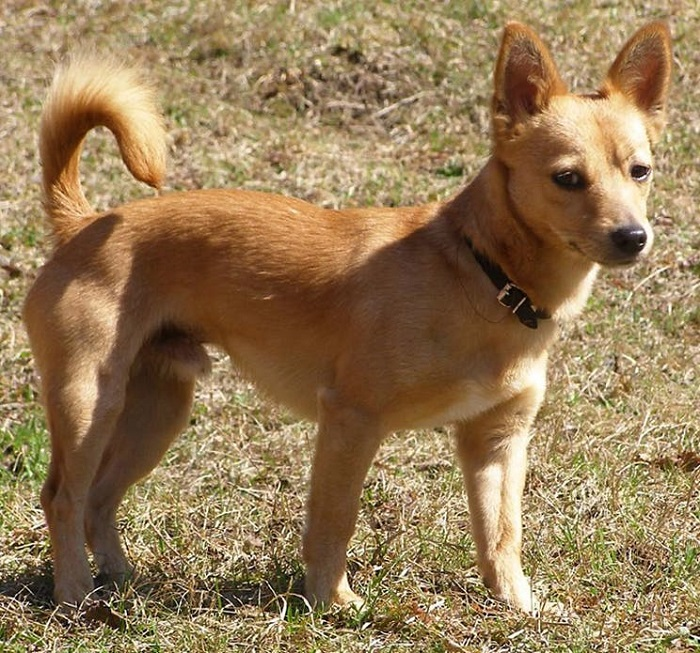 Португальский поденго малый