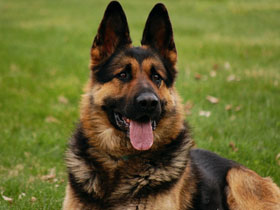 Фото Рассказы о собаках