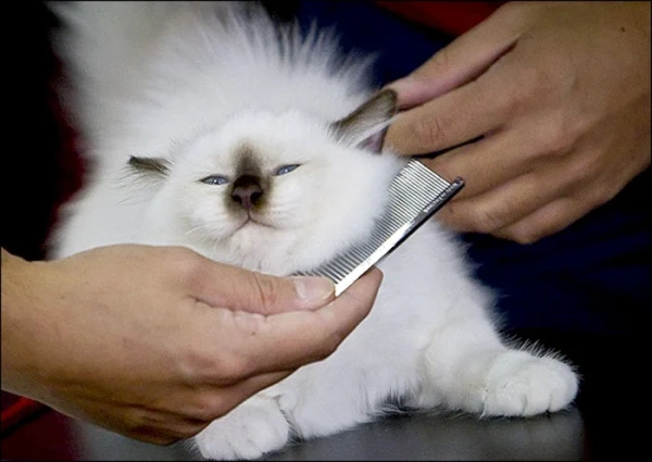 Как подготовить кошку к выставке. Перечень требований.