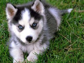 Смотреть фото Томкин портрет Фото Томкин портрет