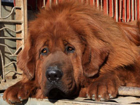 Смотреть фото Он был верен, но нелюбим Фото Он был верен, но нелюбим