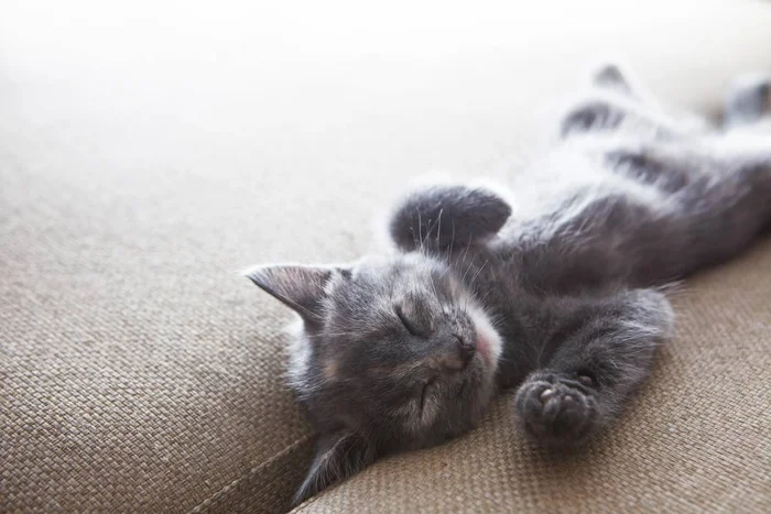 Как кормить котенка?