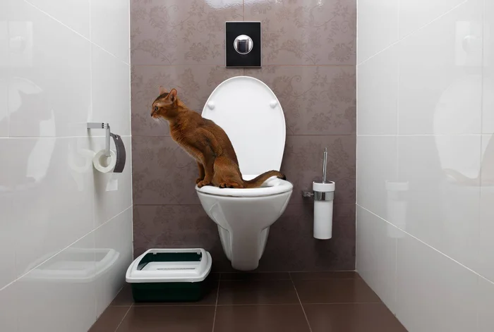 Как приучить кошку к унитазу: инструкция в домашних условиях