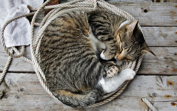 О болезнях кошек, которые могут передаваться человеку