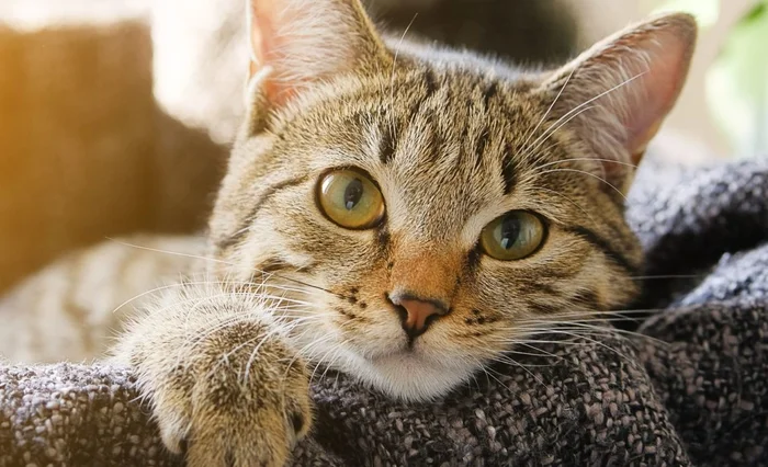 Почему кошка худеет?