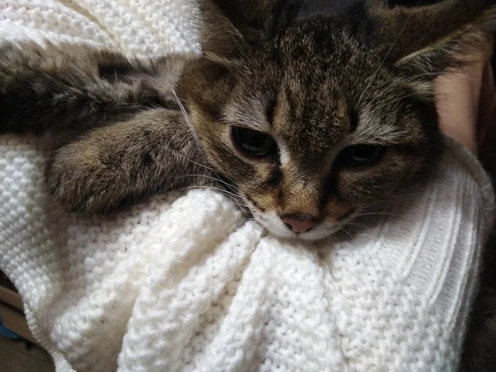 Профилактика и лечение глистов у кошек