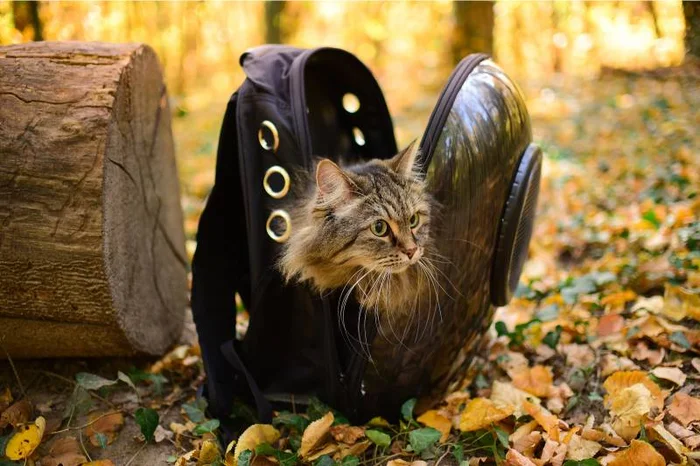 Рюкзак-переноска для кошек