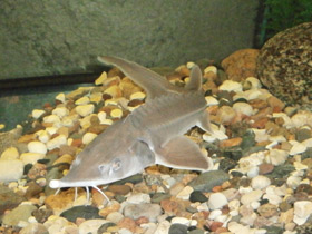 Фото Сибирский осётр