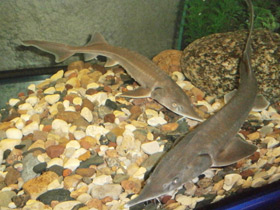 Фото Сибирский осётр