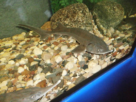 Фото Сибирский осётр