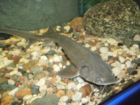 Фото Сибирский осётр