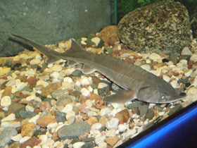 Фото Сибирский осётр