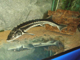 Смотреть фото Русский осётр Фото Русский осётр