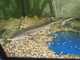 Фото Стерлядь