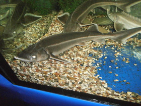 Фото Стерлядь