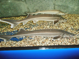 Фото Стерлядь