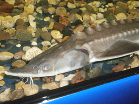 Фото Амурский осётр