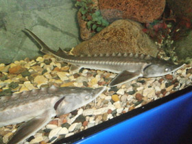 Фото Амурский осётр