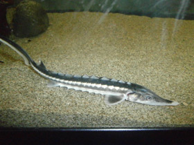 Смотреть фото Севрюга Фото Севрюга