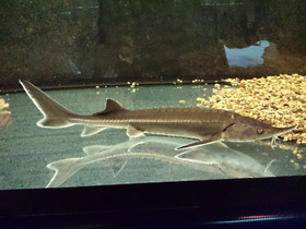 Смотреть фото Бестер Фото Бестер