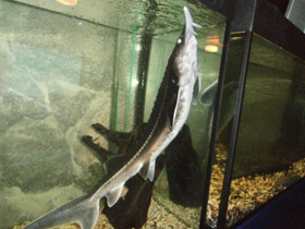 Смотреть фото Бестер Фото Бестер