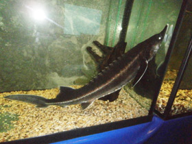 Смотреть фото Бестер Фото Бестер