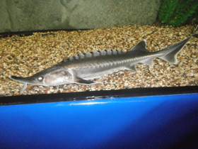 Фото Белуга