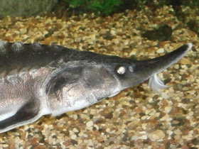 Фото Белуга