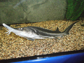 Фото Белуга