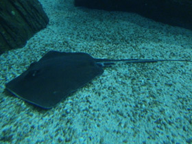 Смотреть фото Американский хвостокол Фото Американский хвостокол