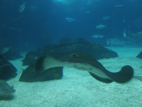 Смотреть фото Американский хвостокол Фото Американский хвостокол