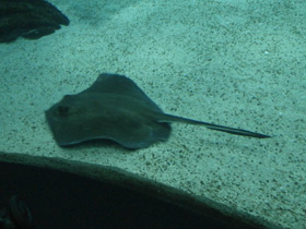 Смотреть фото Американский хвостокол Фото Американский хвостокол