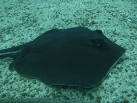 Смотреть фото Американский хвостокол Фото Американский хвостокол