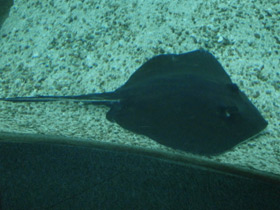 Смотреть фото Американский хвостокол Фото Американский хвостокол