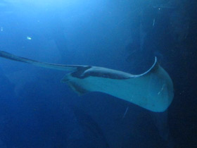 Смотреть фото Американский хвостокол Фото Американский хвостокол