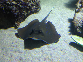 Смотреть фото Синепятнистый хвостокол Кюля Фото Синепятнистый хвостокол Кюля