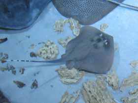 Смотреть фото Синепятнистый хвостокол Кюля Фото Синепятнистый хвостокол Кюля