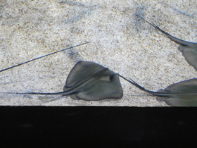 Смотреть фото Морской кот Фото Морской кот