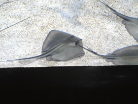 Смотреть фото Морской кот Фото Морской кот