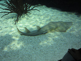 Смотреть фото Гитарный скат Фото Гитарный скат