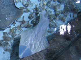 Смотреть фото Гитарный скат Фото Гитарный скат