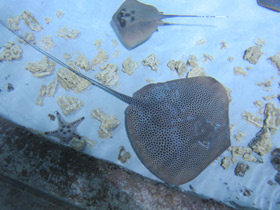 Фото Кольчатый хвостокол