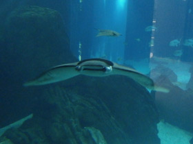 Смотреть фото Европейская мобула Фото Европейская мобула