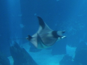 Смотреть фото Европейская мобула Фото Европейская мобула