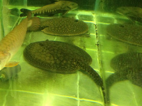 Смотреть фото Речной песчаный хвостокол Фото Речной песчаный хвостокол