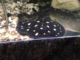 Смотреть фото Скат Леопольди Фото Скат Леопольди