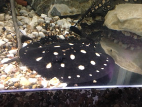 Смотреть фото Скат Леопольди Фото Скат Леопольди